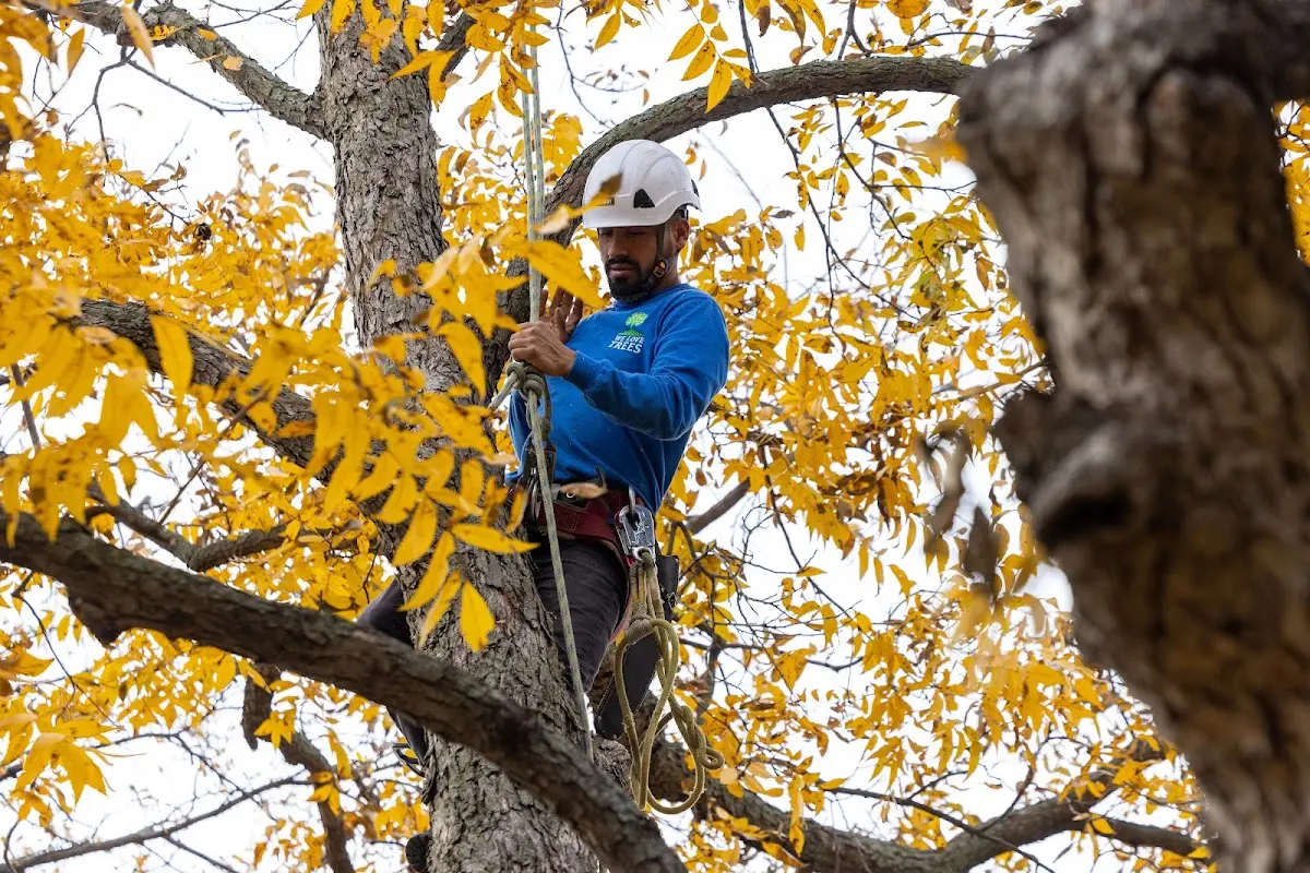 Skilled Tree Transplanting crew working in Bedford